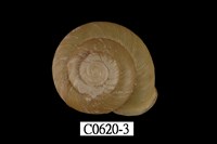 藏品(南亞蝸牛)的圖片